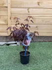 Японський клен (Japanese maple) Atropurpureum, 30-40см, обсяг горщика 0,8л (RG002)