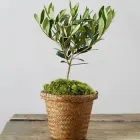 Оливкове дерево mini-stem Olea europaea, 25см, об'єм горщика 0,7 л