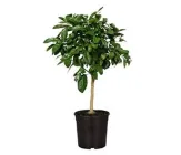 Лайм, сорт Біарс, висота 21-30 см