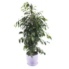 Фікус Бенджаміна 'danielle' h 130 см