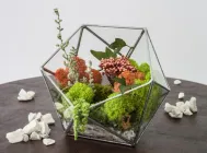 Флораріум з мохом і рослинами Artis Green «Coral reef» G5