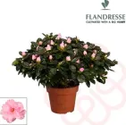 Азалія рожева 35 см