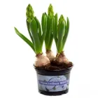 Гіацинт синій 20 см три цибулини в горщику