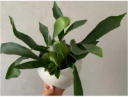 Платіцеріум (оленячі роги) h 35 cm