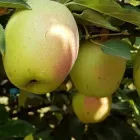 Яблуня "Кандиль Сінап" LeGarden