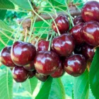 Черешня "Василина" LeGarden