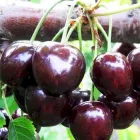 Черешня "Регіна" LeGarden