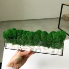 Моссаріум із стабілізованим мохом MiNature Moss натурально зелений 30 см