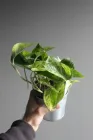 Епіпремнум марбл квін / Epipremnum Marble Queen 12 см горщик 7868
