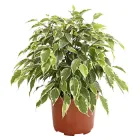 Фікус Бенджаміна Кінкі дрібнолистий Ø 12 см