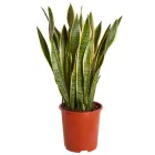 Сансев’єрія Лауренті Ø 30 см
