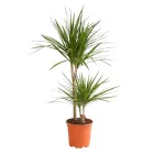 Драцена звичайна 2 стебла Ø 17 см