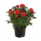 Троянда Кущова Червона Ø 12 см