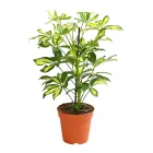 Шефлера Герда Ø 13 см