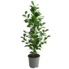 Фікус Мокламе дрібнолистий Ø 19 см