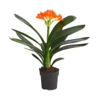 Клівія Ø 13 см