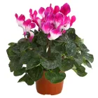 Цикламен Розово-Білий Ø 12 см