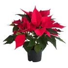 Пуансетія Червона Ø 12 см