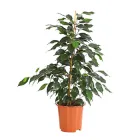 Фікус Бенджаміна Даніель дрібнолистий Ø 17 см