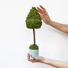 Новорічне декоративне дерево-ялинка зі справжнім мохом, топіарій з ягелем J101