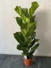 Фікус Лірата (Ficus Lyrata) h 90 cm