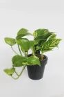 Епіпремнум Epipremnum Aureum 12 / 20 см висота плетючий 4535