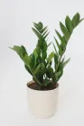Заміокулькас (Zamioculcas, доларове дерево), 35-40 см висота 4090