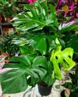 Monstera Deliciosa, Монстера 100-115см, об'єм горщика 7л