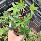 Плющ Астерікс 0,5л