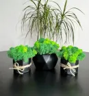 Набір 3 кашпо чорні зі стабілізованим мохом мікс зелений салатовий 10*8 см 8*7 см із мохом