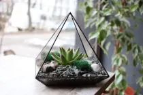 Флораріум Лотос 14см х 14см х 16см