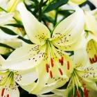 Лілія Sweet Surrender Тигрова Білий, бежевий, кремовий Цибулини Florium (203703)