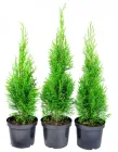 Туя Смарагд (Smaragd) Комплект 5 шт Пірамідальна крона Хвоя зелена Живопліт h 40-45 см горшик - 2л