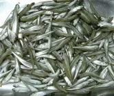 Ферина чорноморська роздріб 1кг вакуум (атерина чорноморська), з/м, розмір 6-8см