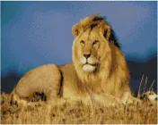 Алмазна картина за номерами Strateg «Цар звірів» 40х50 см (FA10001) (4823113800017)