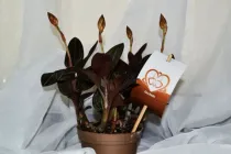 Орхідея Ludisia ⌀9 горщик