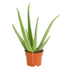 Алое Віра Ø 10 см