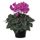 Цикламен Фіолетовий Ø 12 см