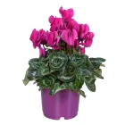 Цикламен Темно-Розовий Ø 12 см