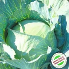 насіння Капуста Агресор F1 20нас Syngenta