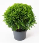 Туя Даніка (Danica) Крона куляста Хвоя зелена h - 20см Горщик 2 л