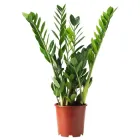 Заміокулькас (Zamioculcas, Долларове дерево), висота 90-100см, об'єм горщіка 4л (RG592)