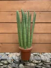 Сансевієрія Циліндричні Sansevieria Cylindrical, висота 20-30 см, горшок ⌀9