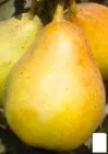 Груша "Рікс" (осінній сорт, середній термін дозрівання) (43986)