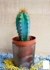 Кактус "Пілозоцереус" (Pilosocereus azureus) (Нідерланди) (50571)