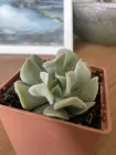 Сукулент Ехеверія Топсі Турві (Echeveria Topsy Turvy), контейнер 7*7*8 см (s008s)