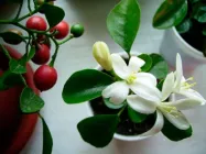 Муррайя карликова 6-10 см