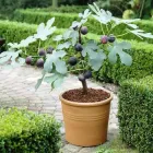 Інжир, сорт чорний Кримський, висота до 25см