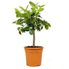 Лайм, сорт Таїті, висота до 10 см