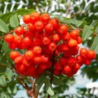 Горобина червона (1 м) LeGarden